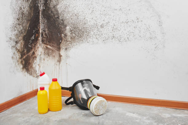 Best Insurance-Related Mold Remediation in Pennville, PA