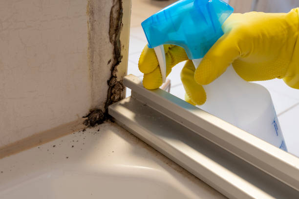Best Black Mold Remediation in Pennville, PA